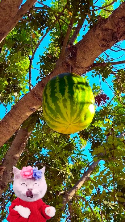 A Watermelon Growing On A Tree? How’s That Possible?! 🍉🌳😲 #funny