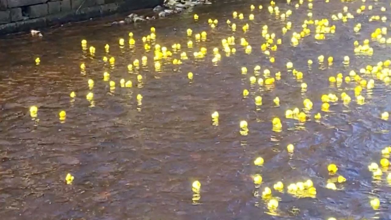 Real Duck Meets A River Full Of Rubber Racers