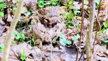 Documentaire - le crapaud