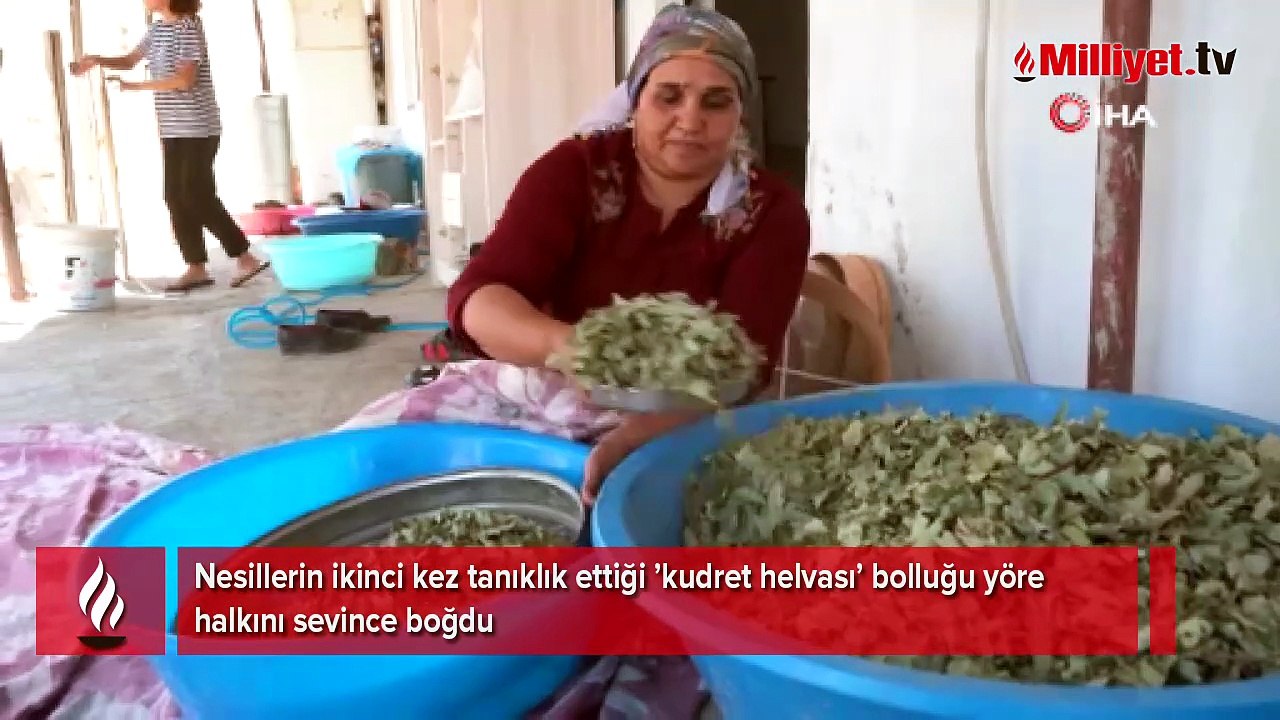 Eşsiz hazine! Bölgede büyük sevinç: 60 yaşındaki bir insan bu kadar bereketi ikinci kez görüyor