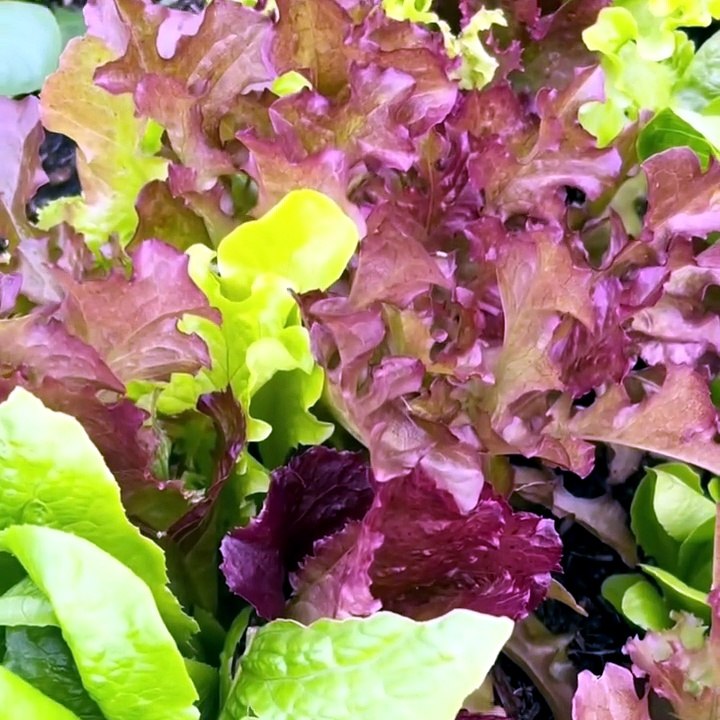 Lettuce 2000 Seeds Mix - video Dailymotion