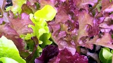 Lettuce 2000 Seeds Mix