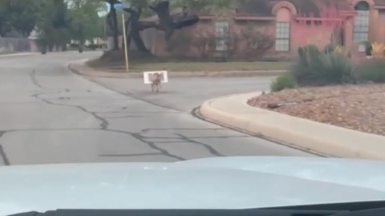 Dog Dashes Down The Street With A Doggy Door Stuck Around Its Body