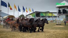 À Libramont, dix chevaux, un meneur et un savoir-faire à préserver