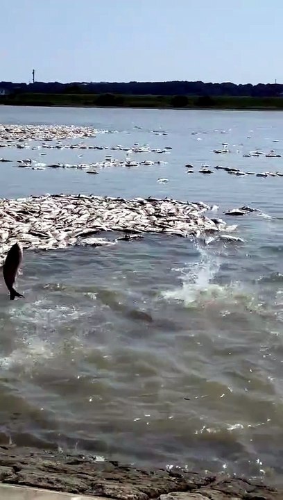 fish