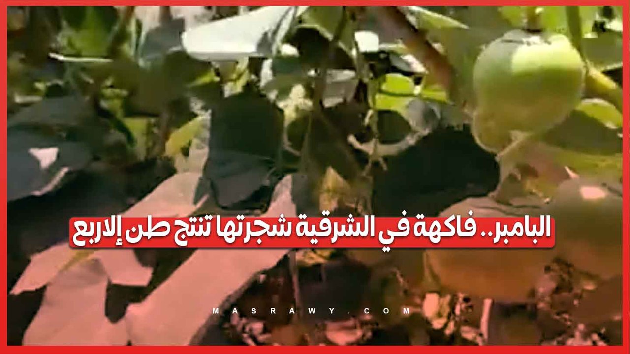 البامبر.. فاكهة في الشرقية شجرتها تنتج طن إلاربع