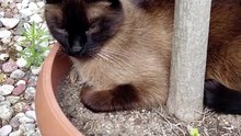 Garden Manager :) #cats #funnycats #catlovers
