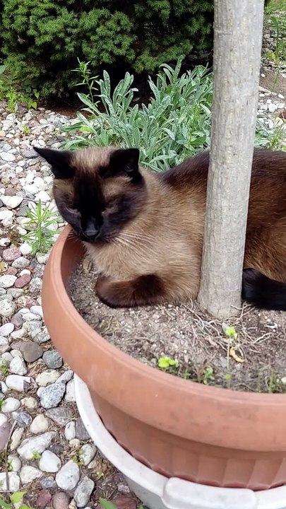 Garden Manager :) #cats #funnycats #catlovers