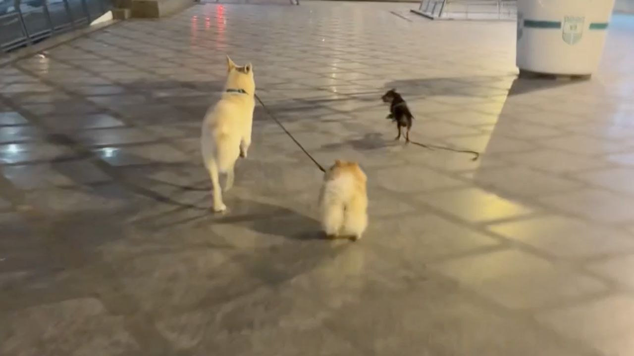 Dog Takes Two Leashes And Walks Away With Both Puppies