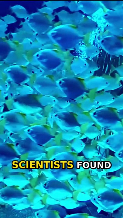 Antarctic Secret: 60 Million Fish! 🐟
