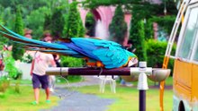 Scarlet Macaw, Yellow-naped Amazon