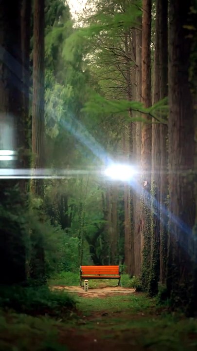Untitled 35🌙 Sleepy Story to Fall Asleep Fast | The Silent Forest Bench | Calm Bedtime Story 😴