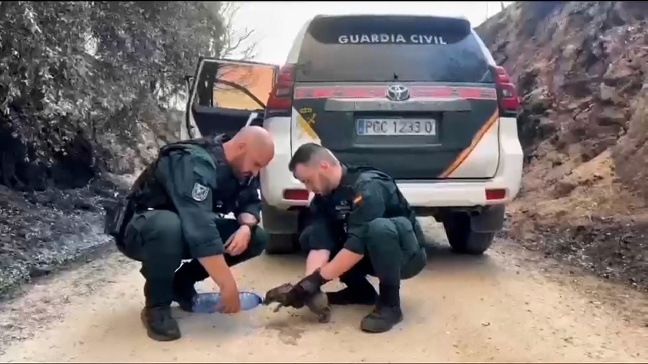 Agentes y efectivos ayudan a animales víctimas de los incendios