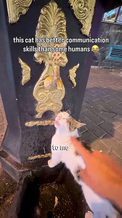 This cat can communicate what he wants better than som humans 😌