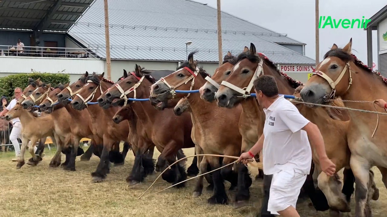 À la tête de douze chevaux, les meneurs offrent un spectacle unique à la Foire de Libramont