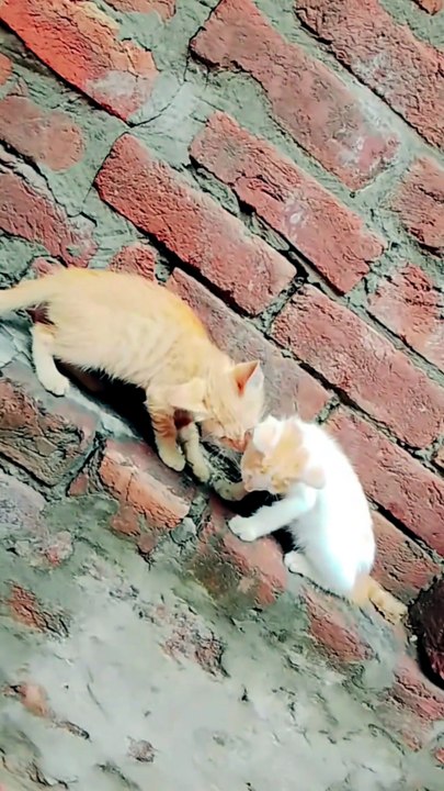 When Two Hearts Finally Meet ❤️ | A Beautiful Love Story