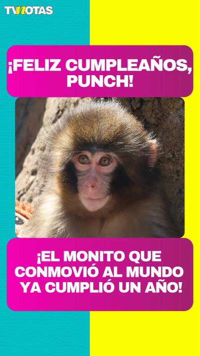 ¡Punch cumple un año! El monito que conmovió al mundo celebra con una emotiva sorpresa