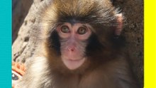 ¡Punch cumple un año! El monito que conmovió al mundo celebra con una emotiva sorpresa