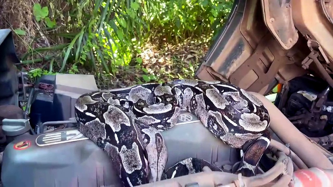 VÍDEO EXCLUSIVO: Infestação de cobras é vista atravessando pista do Litoral Norte da Bahia em local inusitado