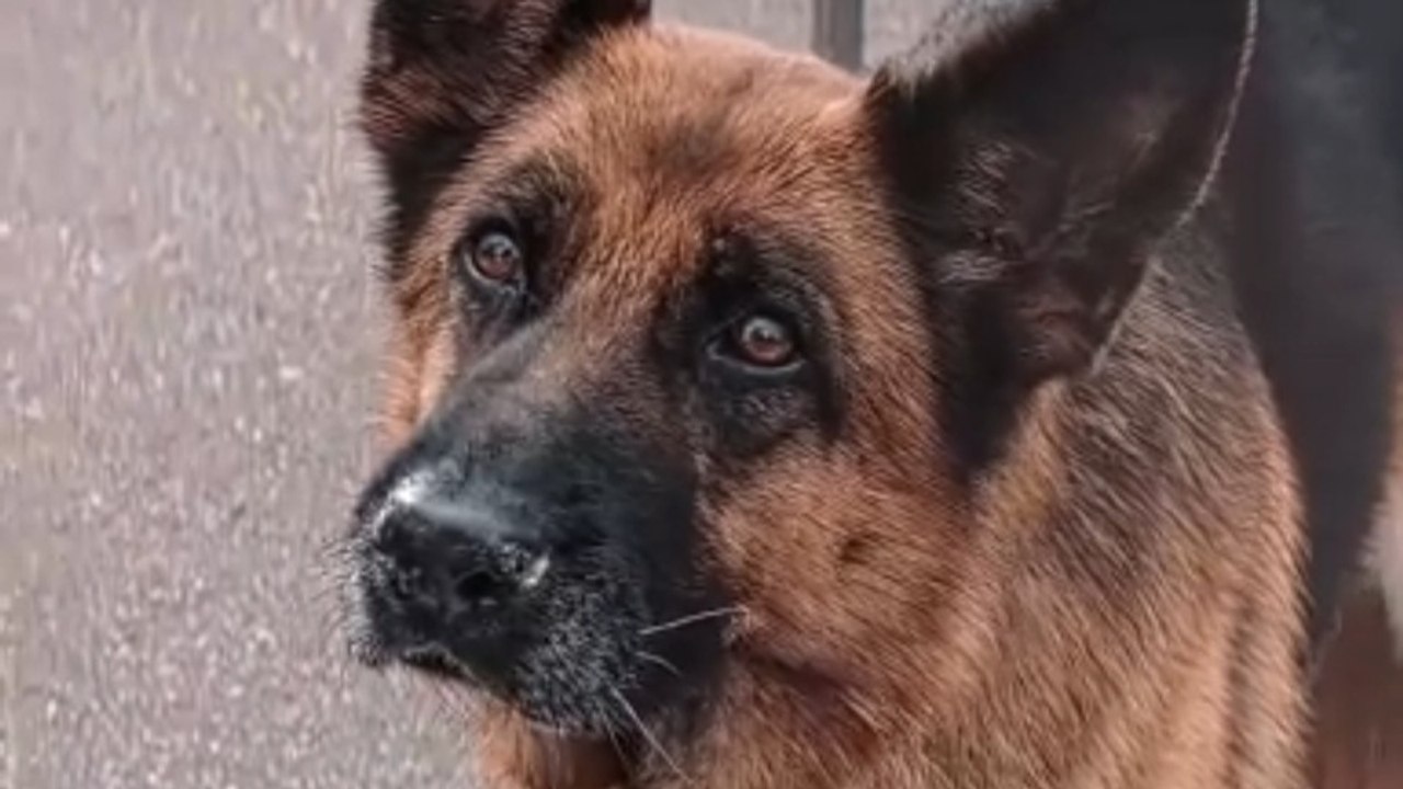 Dog waited owner her last breath 😭