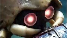 La vie d’un Kabutops
