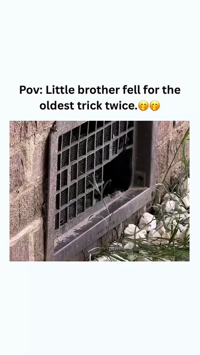 🤭🤭 #funny #memehub #trending #memes #laugher #y...