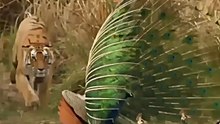 Wild animals vs Birds # cat catching birds#shorts