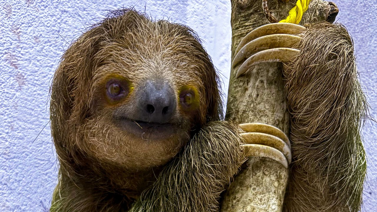 Baby Sloth Clings To Mom After Being Saved