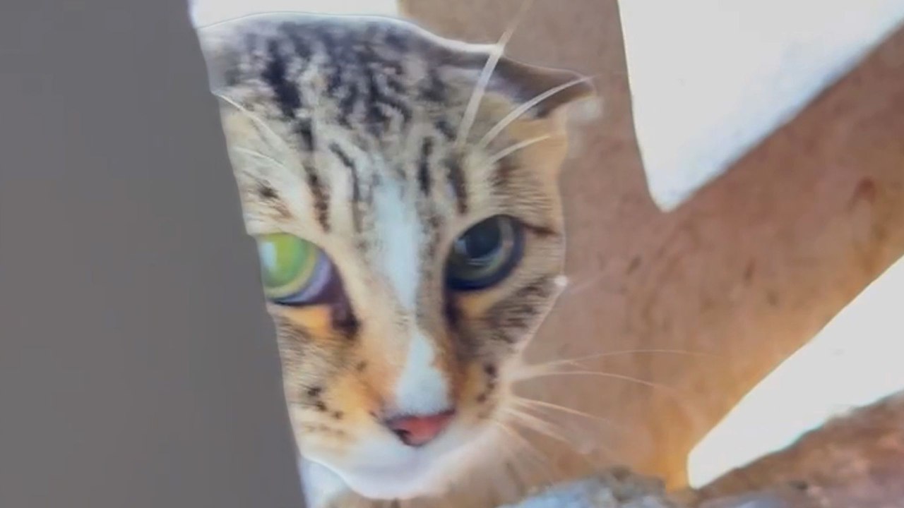 Cat Dangling From A Building Defies All Odds
