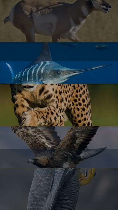 TOP 5 des animaux les plus rapides du monde 🐆