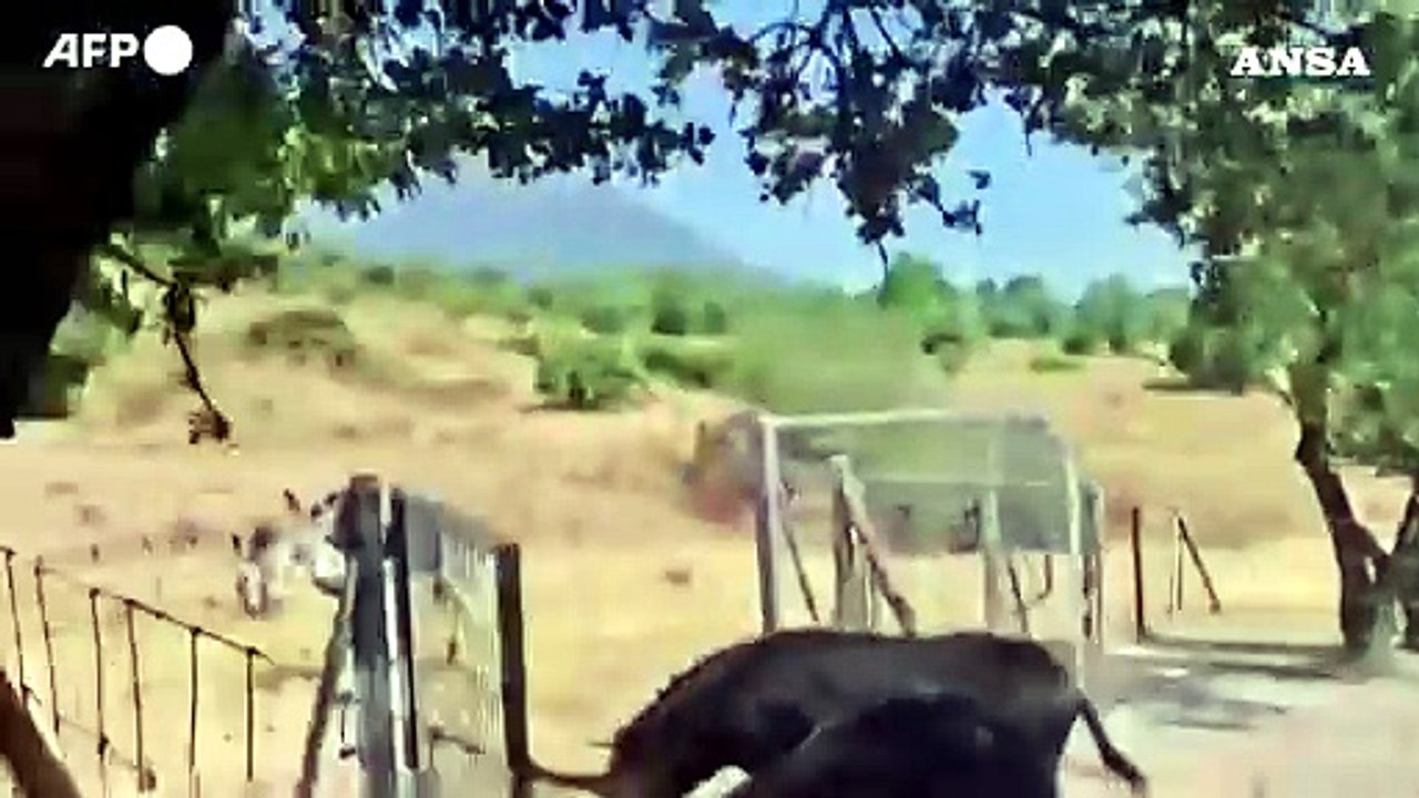 Incendi in Spagna e Francia, disagi anche per gli animali
