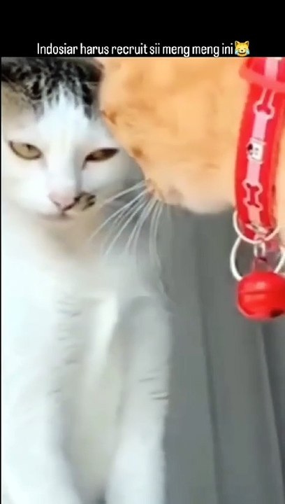 Cats Drama 😸😸😸