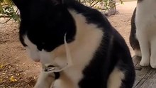 Handsome and Stylish Cats 😸😸😸
