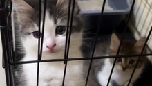 Little Cute Cats 😸😸😸