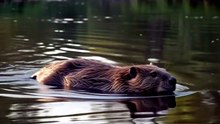 Beaver : The hardworking builder shaping rivers with remarkable engineering