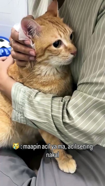 Little Orange Cats 😸😸😸