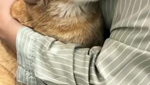 Little Orange Cats 😸😸😸