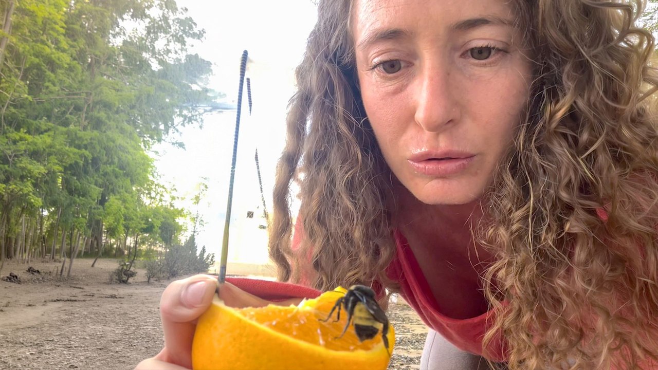You Can Watch This Bumblebee Come Back To Life