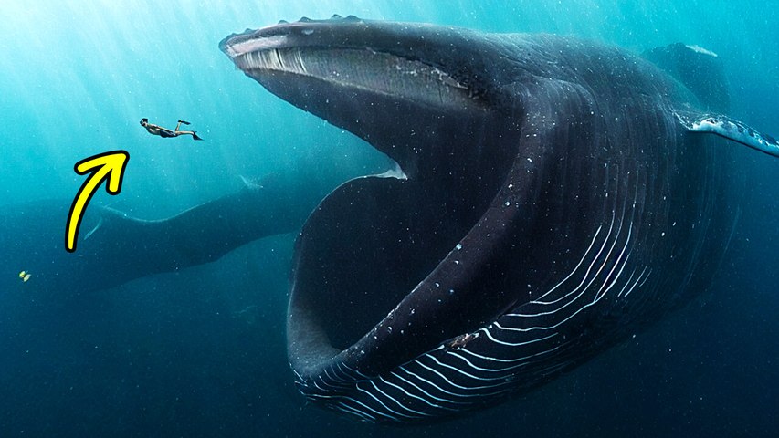 Interesting Facts About Whales