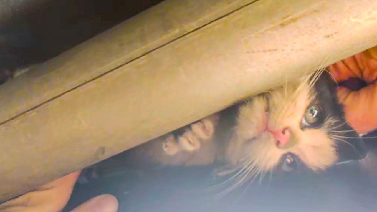 He Crawled Under A Car On A Highway To Save A Kitten