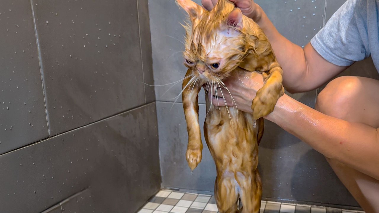 Even This Breeder Cat Got Abandoned