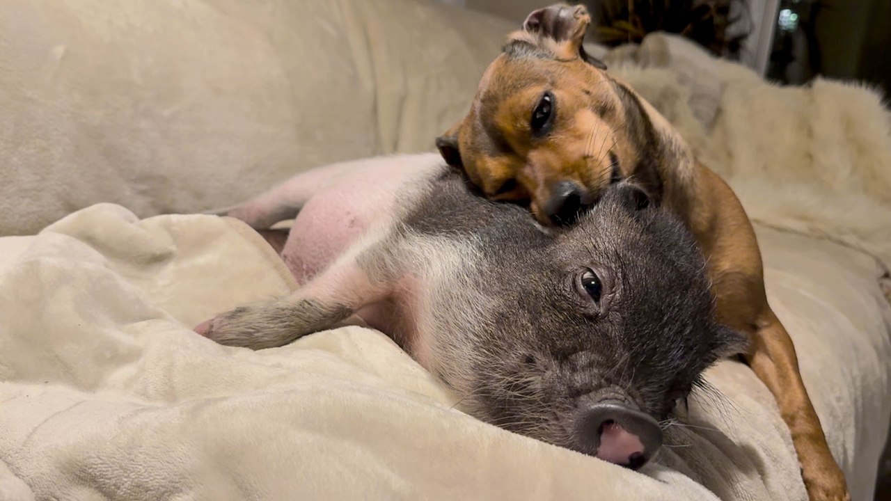 Orphan Piglet Finds A Tiny Dachshund Mom