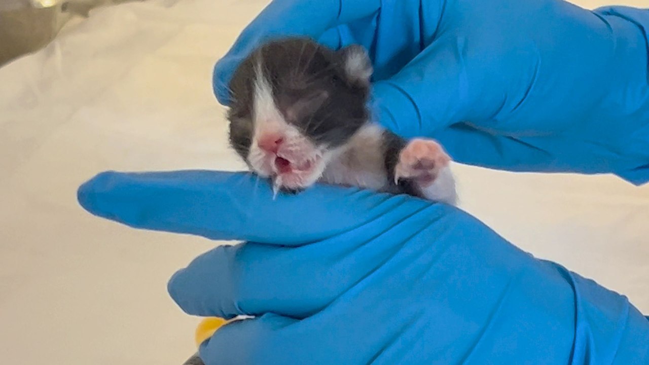 2-Day-Old Kitten Meets A Mama Cat Who Loves Her