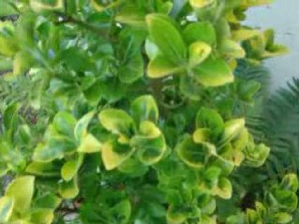 Figthing Spirit 01 08juillet08