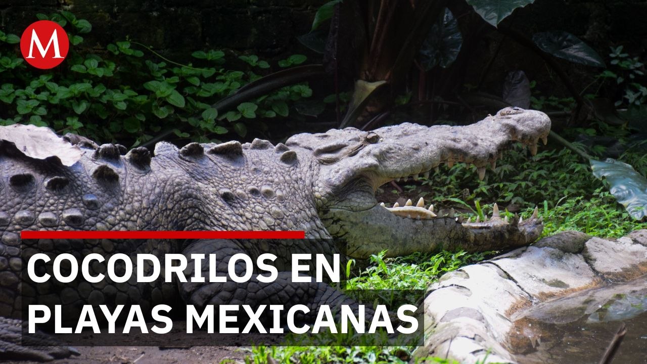 Expertos explican por qué hay cocodrilos en playas y cómo actuar ante un avistamiento