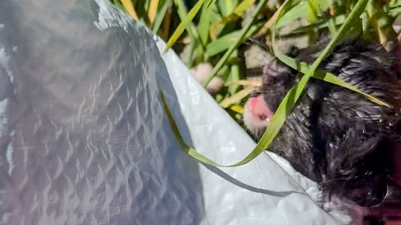 Four Newborn Kittens Found Trapped Inside Trash Bag