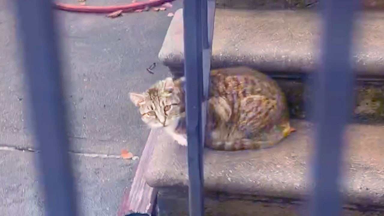 Stray Brooklyn Cat Refused To Trust Anyone For A Year