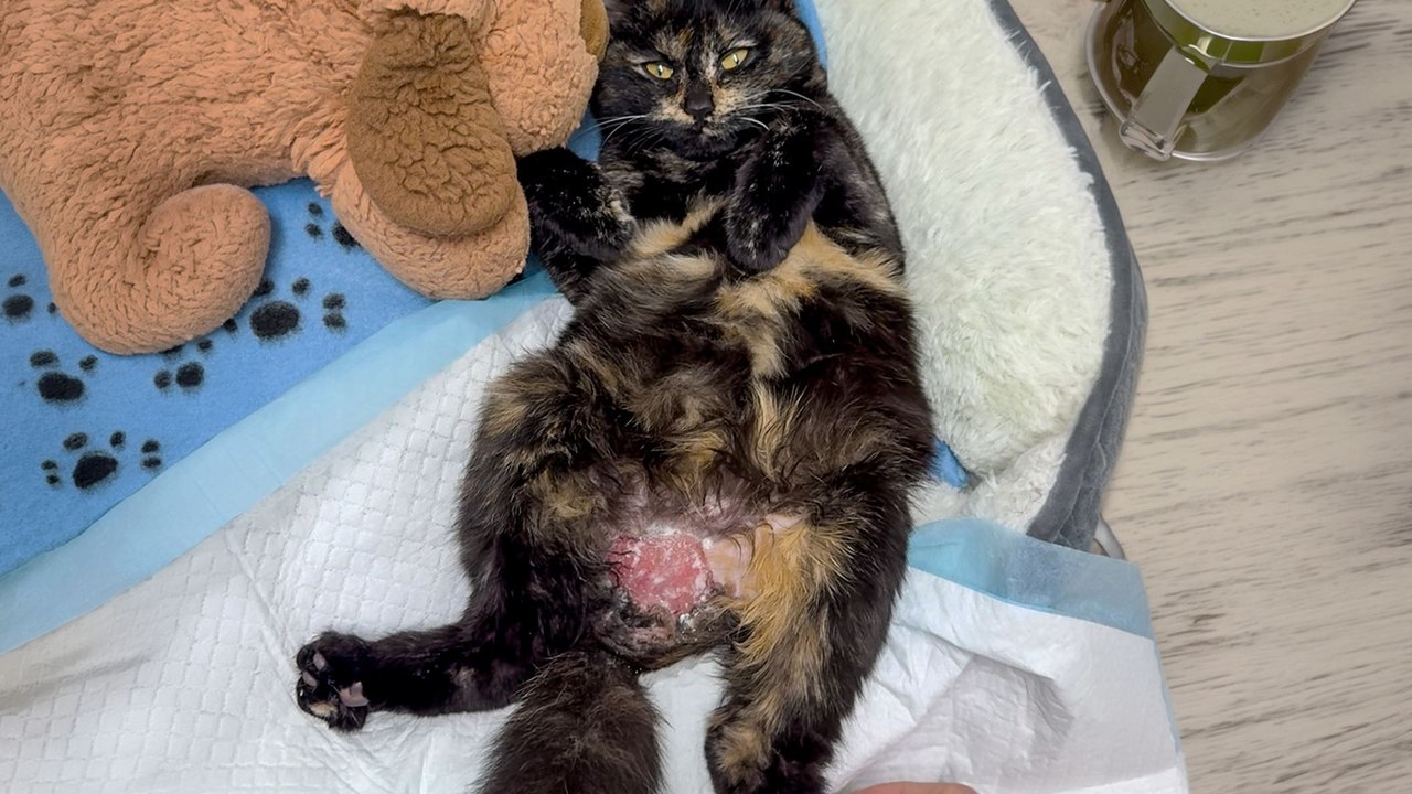 Tiny Leg Kicks Changed Everything For This Kitten