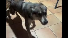 Agozzino Alfredo story con i suoi amici