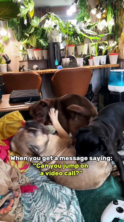 Pug kingdom bulletin